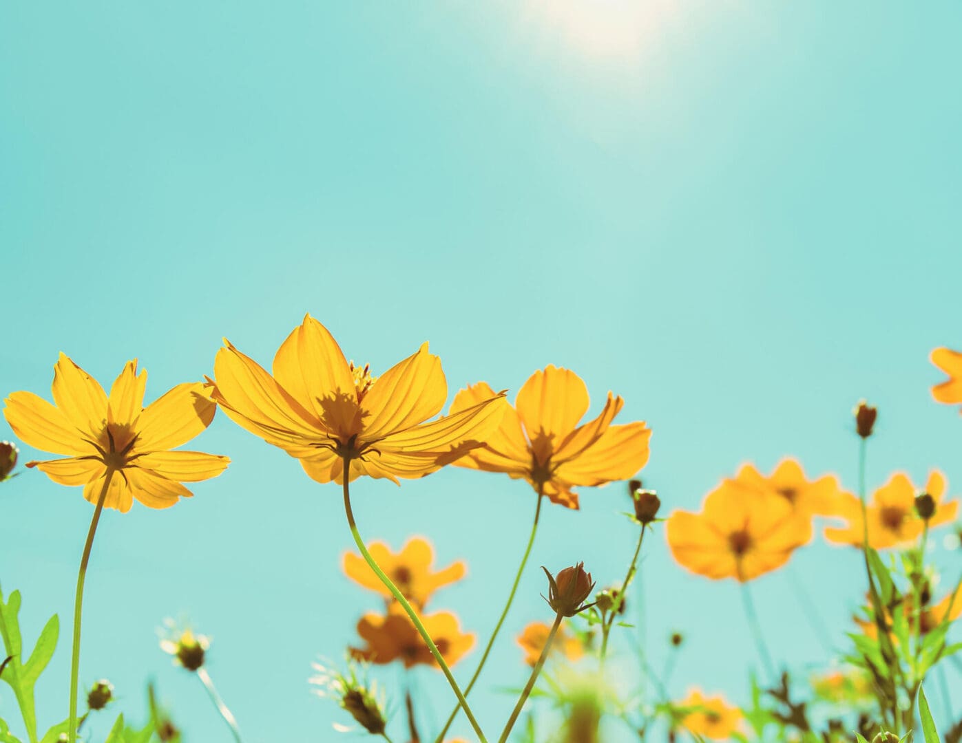 Featured image for “Summer Classes”